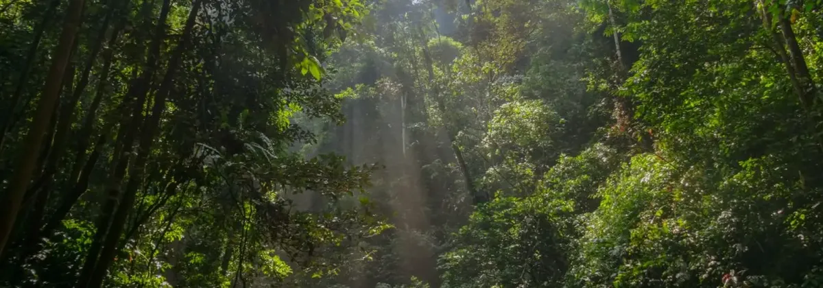Light filtering down through a rainforest canopy